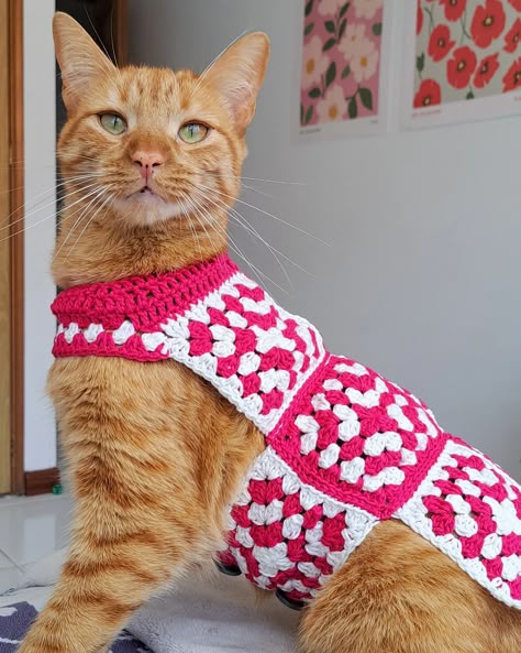 Ropita para gatito disponible en Kirocorp